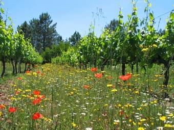 Domaine D'augnac