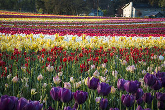 Hotel Holiday Inn Express Portland West Hillsboro