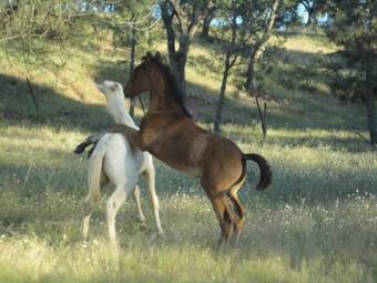 Agroturismo Coruche Cabanas Vp