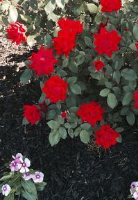 Hotel Holiday Inn Express Aberdeen-chesapeake House