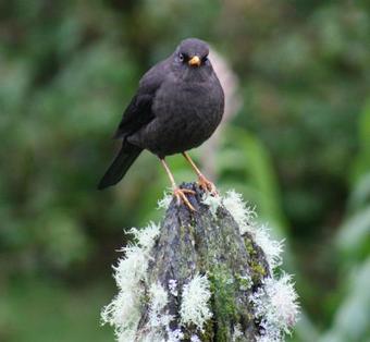 Hotel Restaurante La Georgina