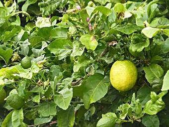 Finca-panoramica-teidemar-3-schlafzimmer-baeder-tolle-fernsicht-gaerten-pool-grill-und-parkplatz