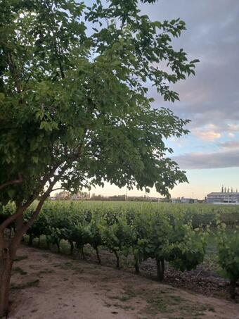 Apartamento Guest House Entre Vi�edos