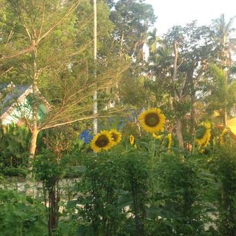 Hotel Pakasai Resort Nua Klong