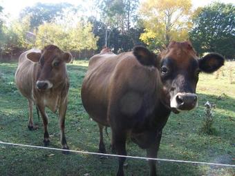 Agroturismo Drumreagh Bed & Breakfast Cabins