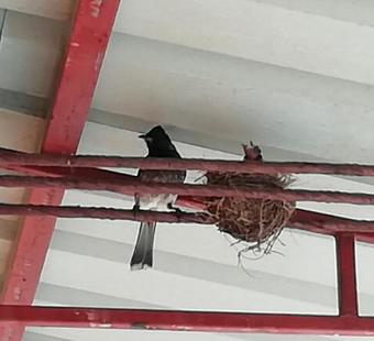 Hostal Elmee Hill Resort & Travels