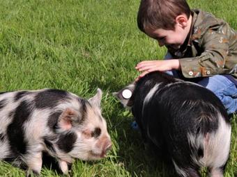 Holiday Home Tamer Farm