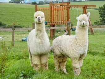 Barn Cottage, Laugharne