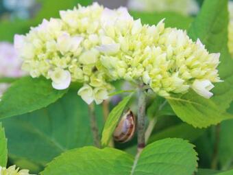 Apartamento Kleines Schloss "lotte"