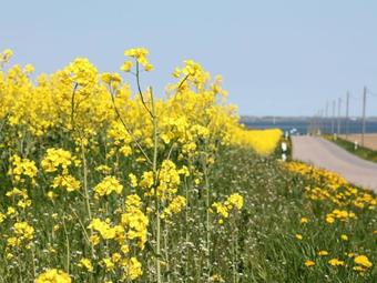 Apartamento Auf Dem Katharinenhof 2