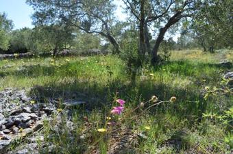 Agroturismo Dove's House