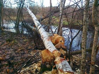 K�veri Holiday Center