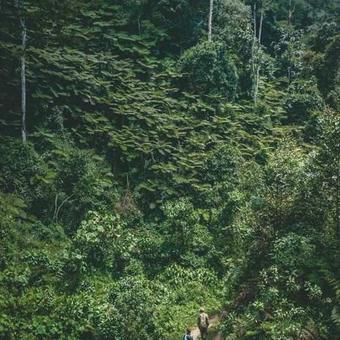 Gorilla Safari Lodge