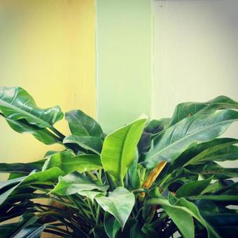 Bed & Breakfast Casa Marimba