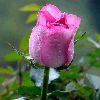 Hotel Prami's Homestay