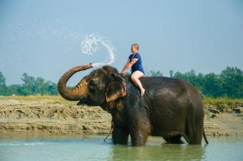 Hotel Island Jungle Resort