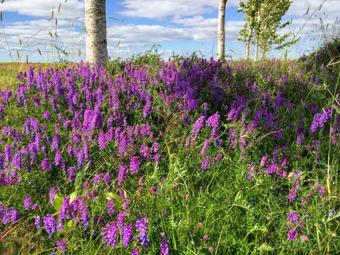 Hostal Fagrabrekka Guesthouse