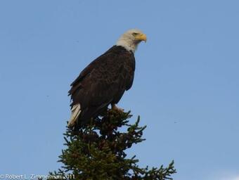 Talkeetna Villas And Tours