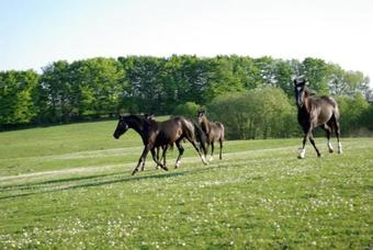 Trolleberg Bed & Breakfast