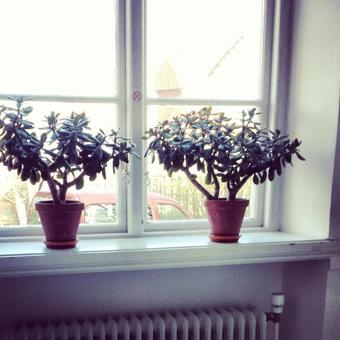 Stf Landskrona Hostel