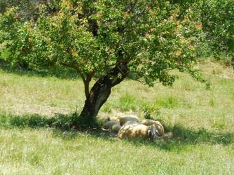 Bed & Breakfast Agriturismo Terra Selvatica
