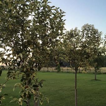 Las Piedras - Casa De Campo