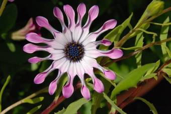 Daniels Lake Lodge B&B