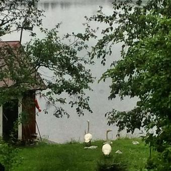 Linkkumylly Cottages