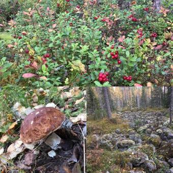 Hotel Paljakka M�kit