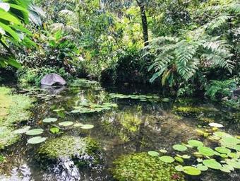 Buena Onda Jungle Lodge