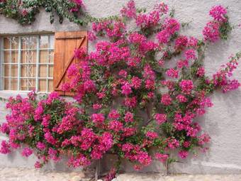 Hostal 365 On St Helena