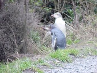 Nugget View Kaka Point Motels