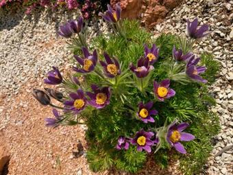 Hostal Ez�stfeny? Vend�gh�z