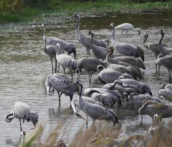 At Our Yard - Vacation Apartments In Upper Galilee
