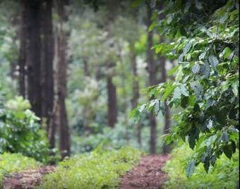 Baarbara Estate Camp