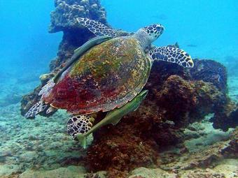 Hotel Mimpi Perhentian