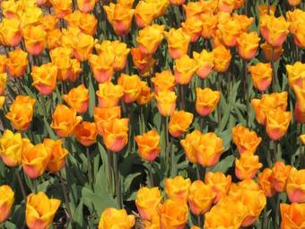 Hotel Ibis Styles Haarlem City