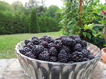 Bed & Breakfast Blackberries House