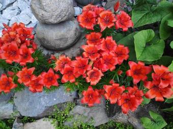 Hostal Tsar Gory Guest House