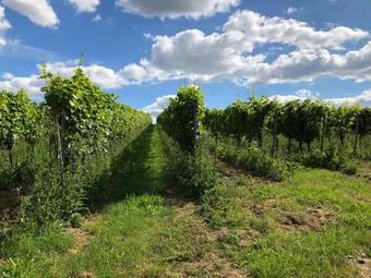 Apartamento G�stehaus Annel