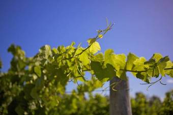 Riversdale Estate Cottages