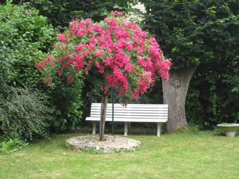 Hotel H�tel Restaurant Les Tilleuls