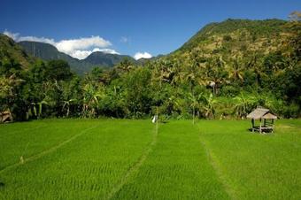Villa The Kampung