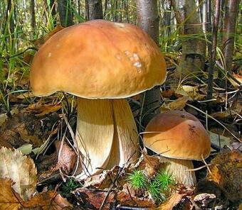 Cottages In Plotichno