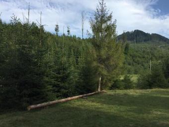 Hostal Wooddream