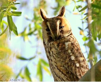 Hostal Sultan Pansion Bird Paradise