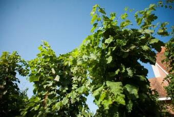 Hostal Polychka Winehouse