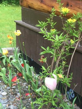 Andersen's Evergreen Cabin