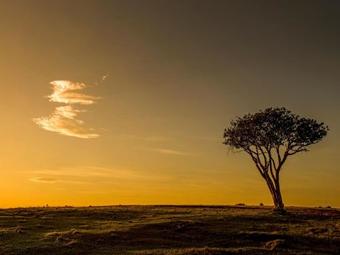 Hotel Burlington Bush Cottages