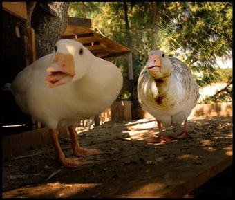 Hotel Posada Rural Spa Granja La Tejera De Lozoya